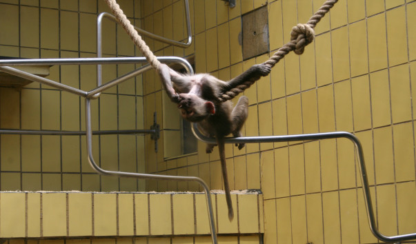 «Zoo Frankfurt»