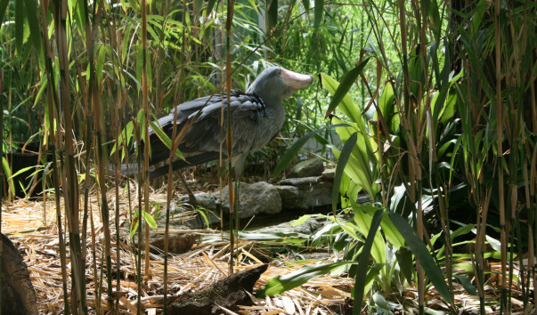 «Zoo Frankfurt»