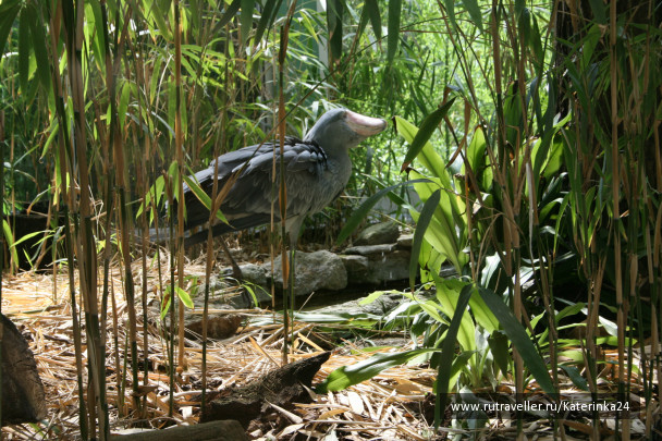 photo 285881
