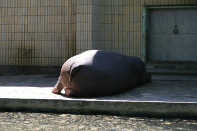 photo 285883