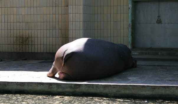 «Zoo Frankfurt»