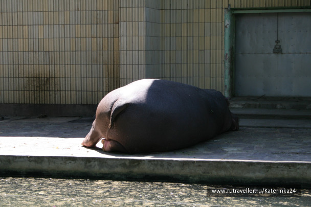 photo 285883