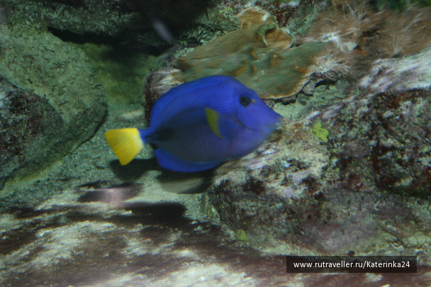 photo 285887