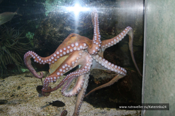 photo 285888
