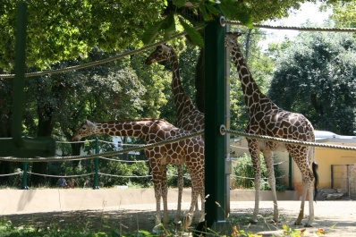 photo 285891