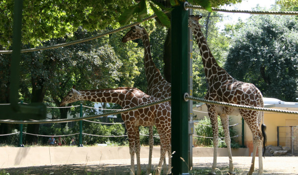 «Zoo Frankfurt»
