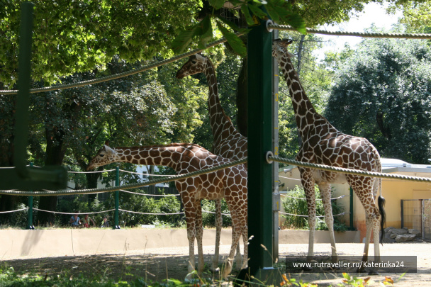 photo 285891
