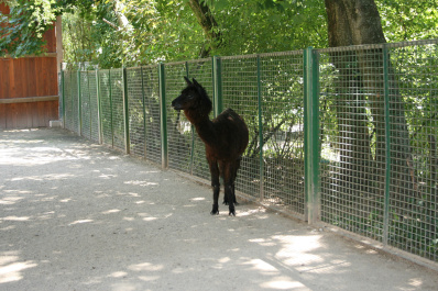 photo 285893