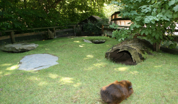 «Zoo Frankfurt»
