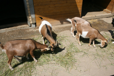 photo 285895