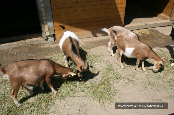 photo 285895