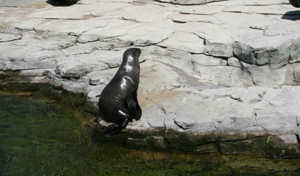 «Zoo Frankfurt»