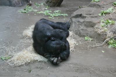 photo 285902