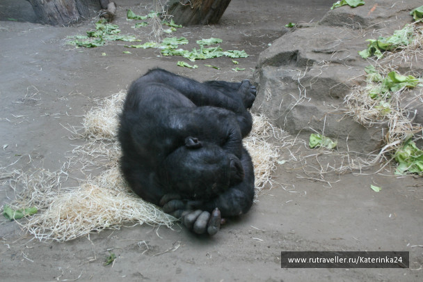 photo 285902