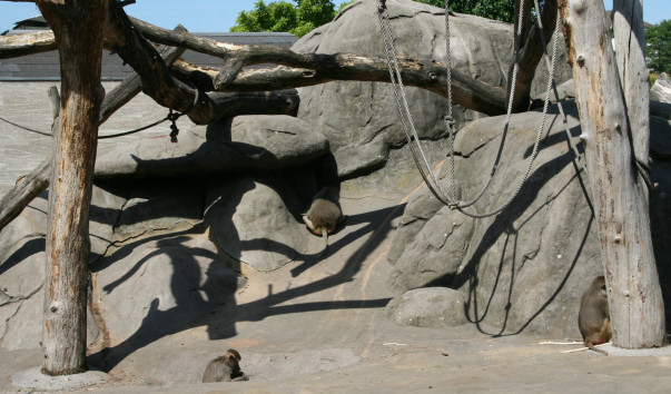 «Zoo Frankfurt»