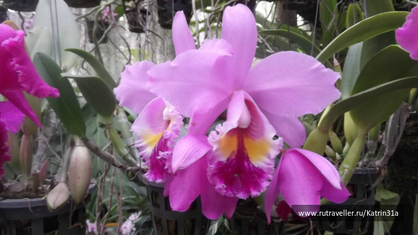 photo 414416