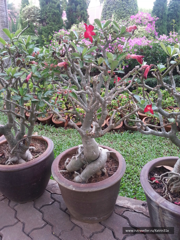 photo 414442