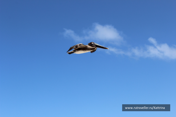 photo 1109651