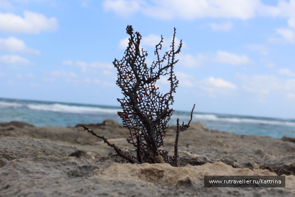 photo 1109675