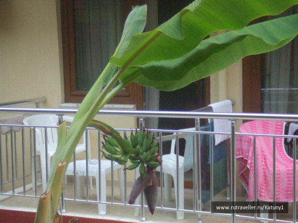 photo 452840