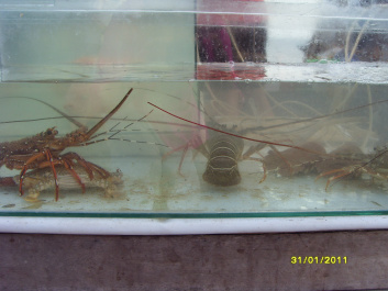photo 454237