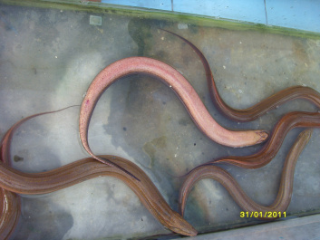 photo 454241