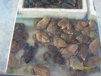 photo 454242