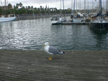 photo 705915