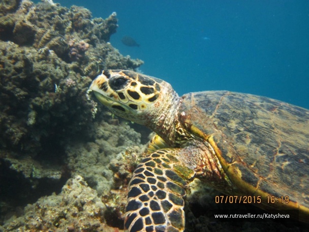 photo 1079447