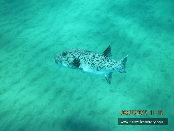 photo 1079452