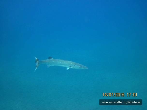 photo 1079483