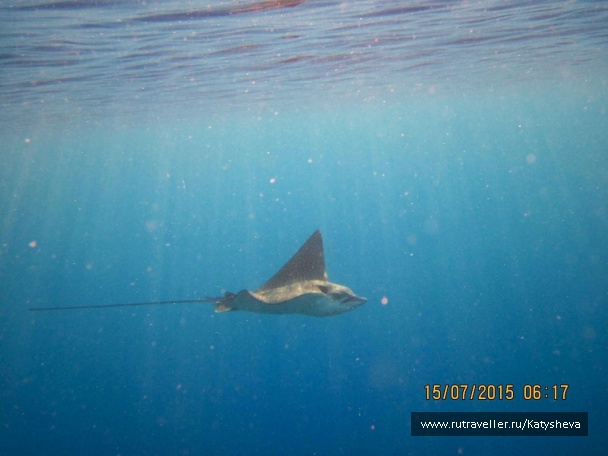 photo 1079487