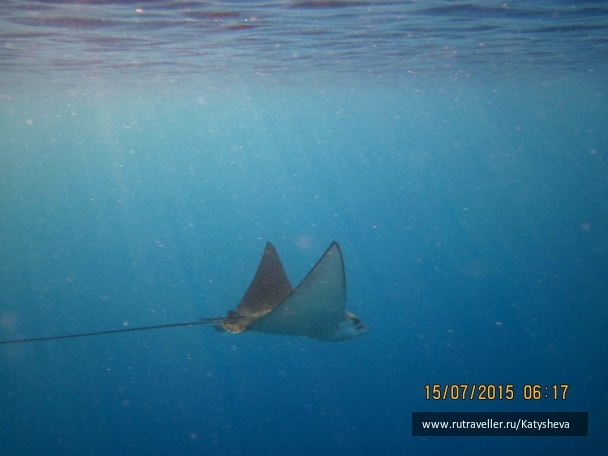 photo 1079488
