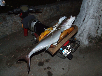 photo 1055608
