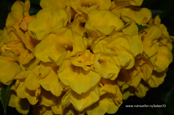 photo 249546