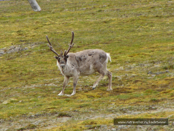 photo 432128