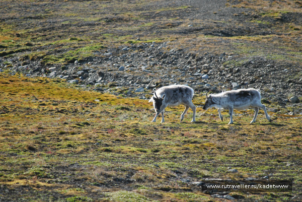 photo 448532