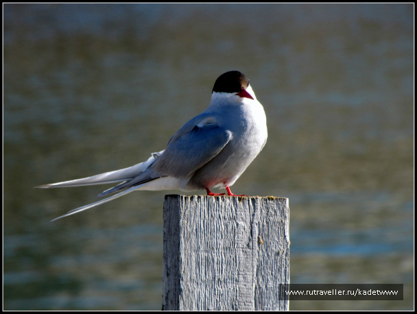 photo 236785