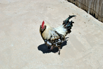 photo 377224