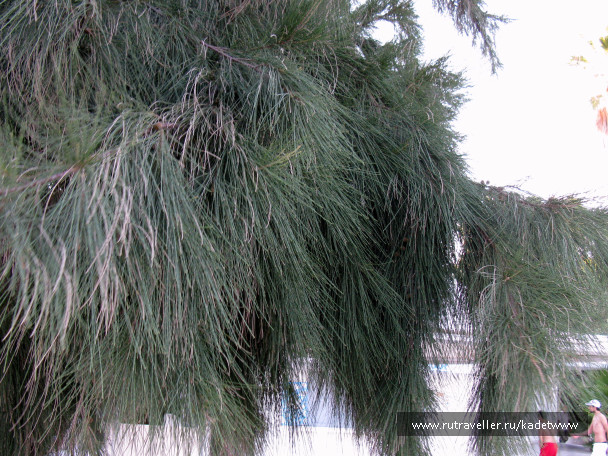 photo 412460