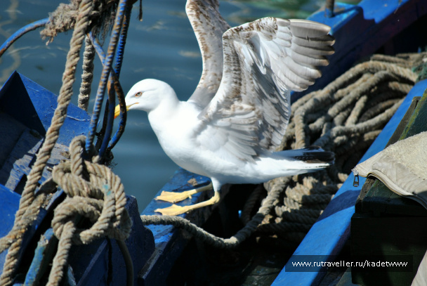 photo 425018