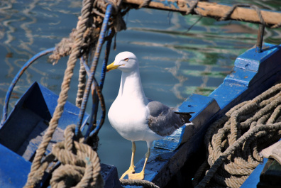 photo 425019