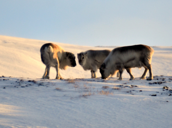 photo 672491