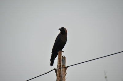 photo 761408