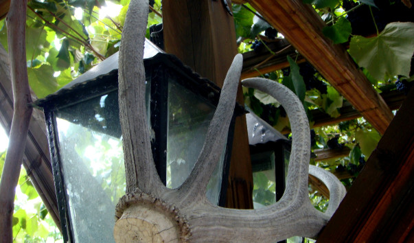 DSC00686