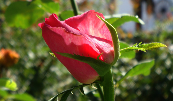 DSC00731