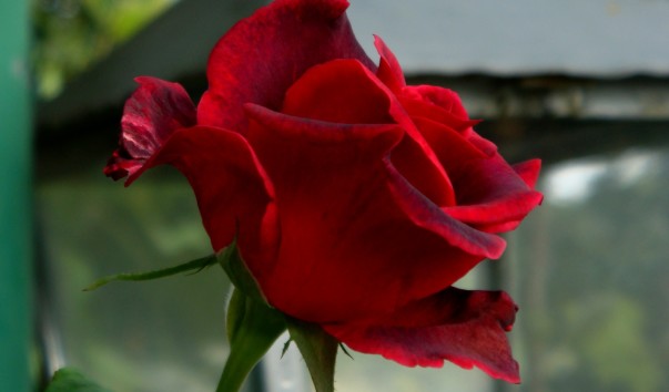 DSC00768