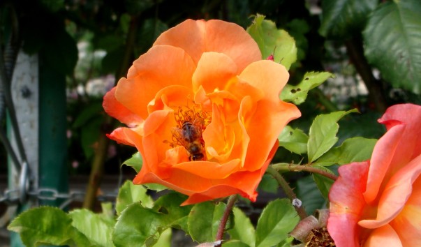 DSC00740