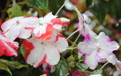photo 896739