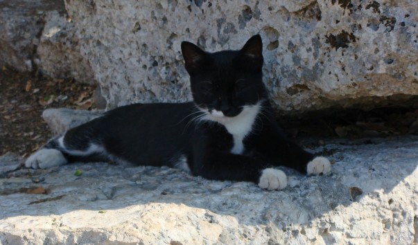 DSC00706